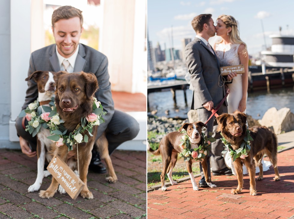 Baltimore Museum of Industry wedding dog party with floral collars made by Scentsational Florals