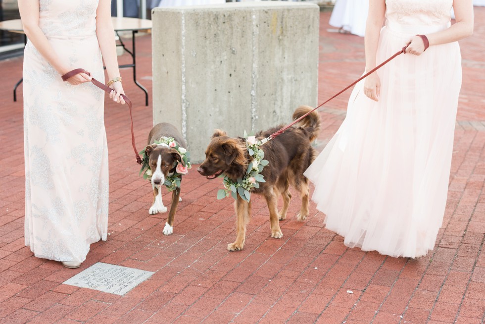 Baltimore Museum of Industry wedding dog party with floral collars made by Scentsational Florals