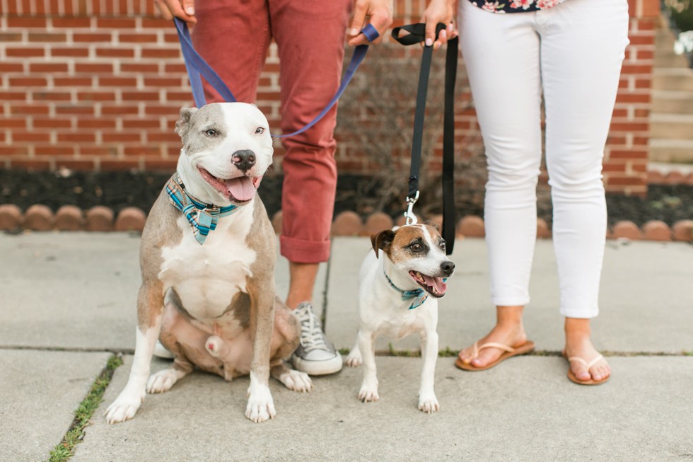 Dog engagement photos in Baltimore