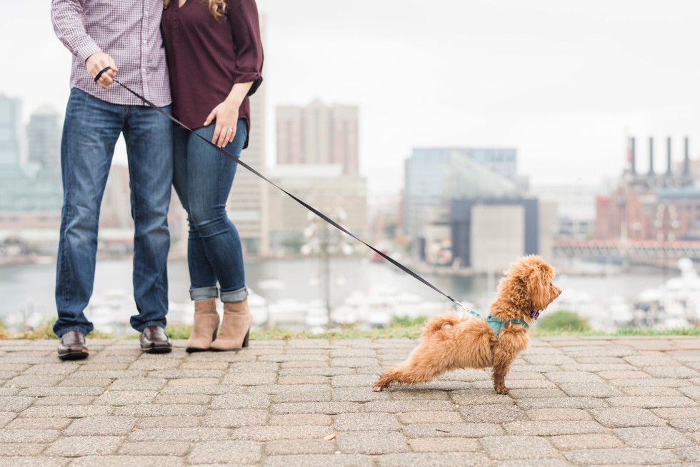 Maltipoo in a couple's engagement photos on Federal Hill