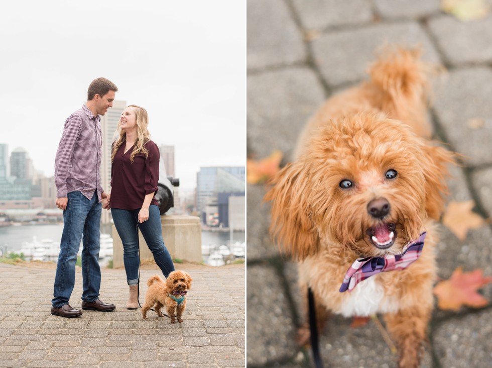 Federal Hill Fall Engagement photos with 8 month old maltipoo puppy