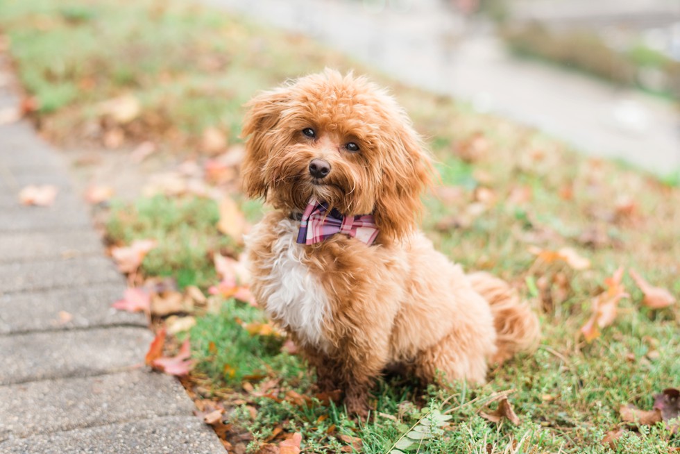 Federal Hill Fall Engagement photos with 8 month old maltipoo puppy