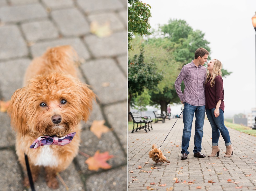 Federal Hill Fall Engagement photos with 8 month old maltipoo puppy