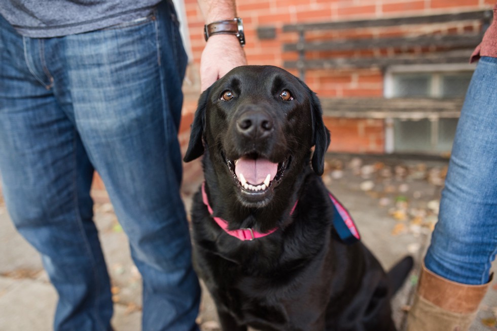 black lab in engagement photos at home