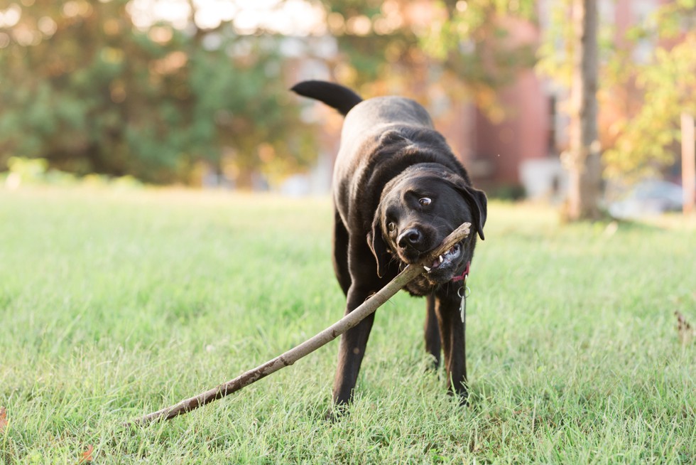 Patterson Park Pagoda Engagement photos with two black labs