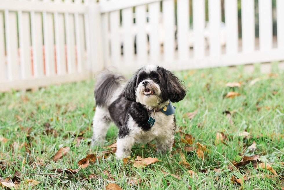 black and white dog portrait