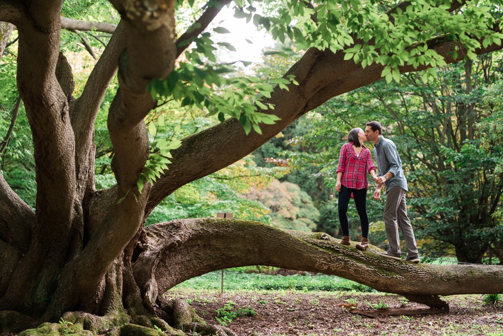 Magnolia slope at morris arboretum