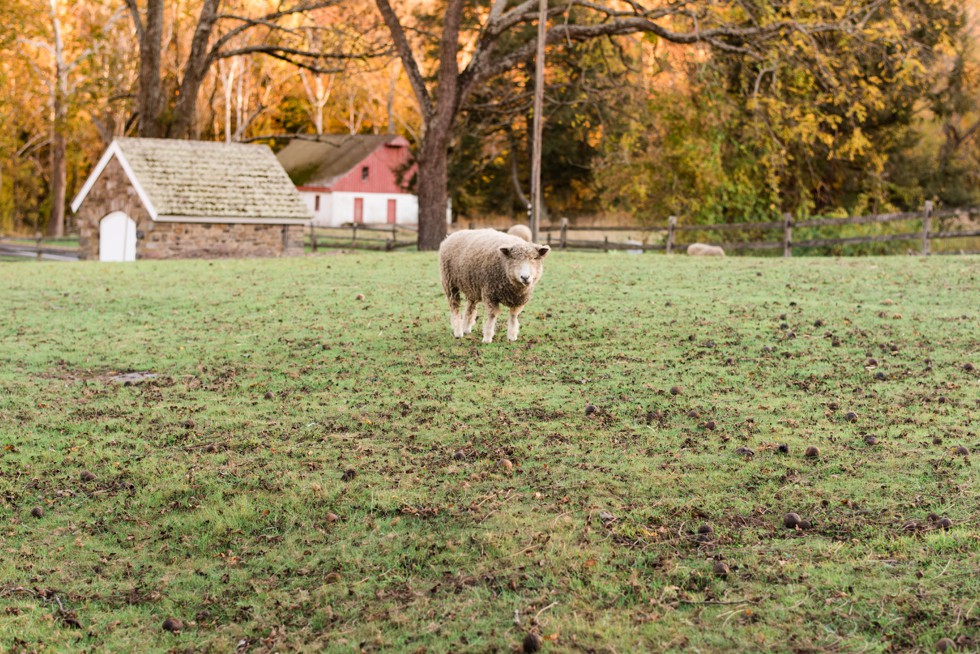 farm animals sheep 