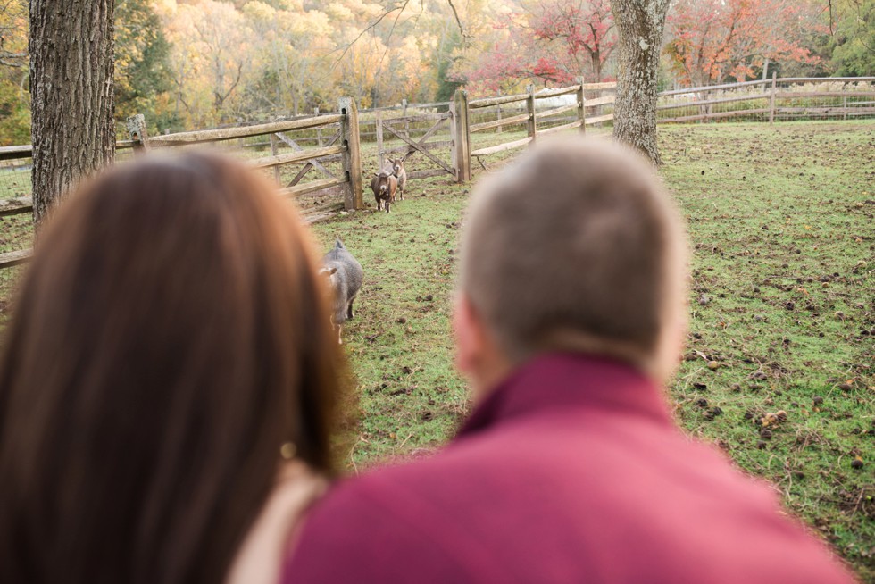 sheep on the farm