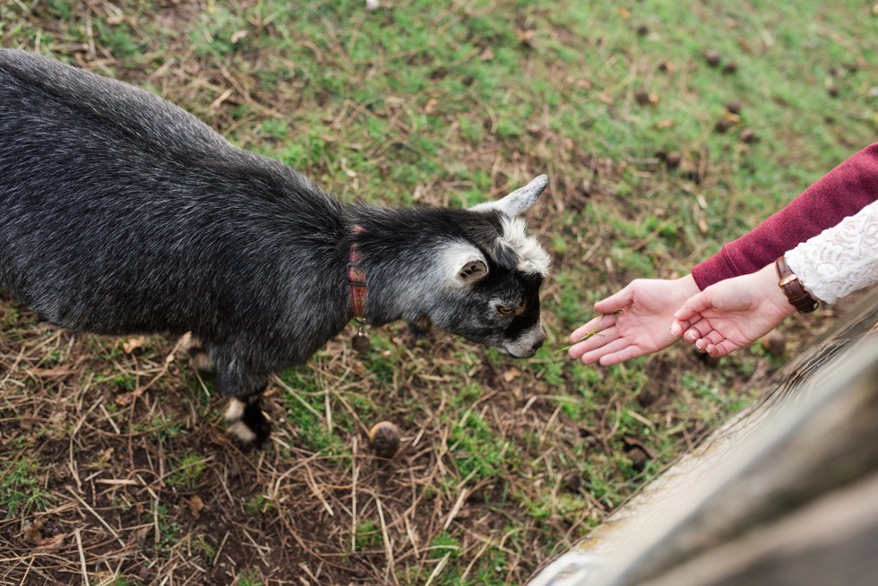 farm animals engagement photos 