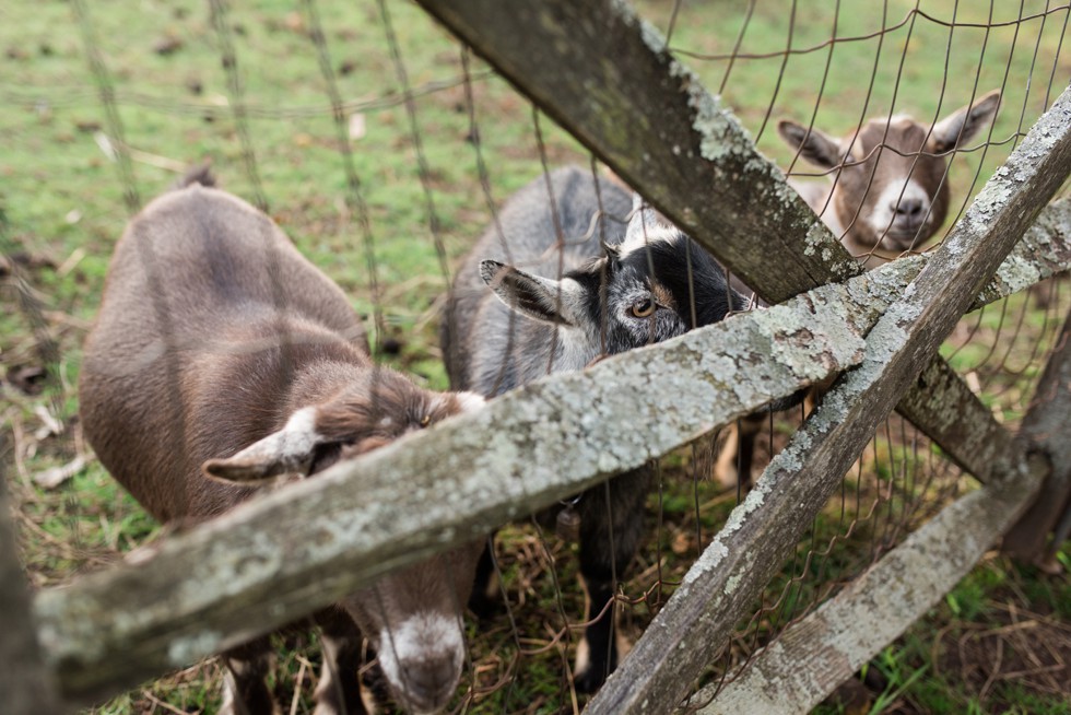 farm animals engagement photos 