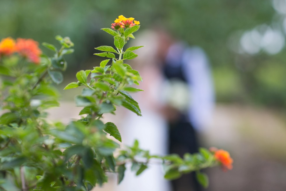 orange flowers