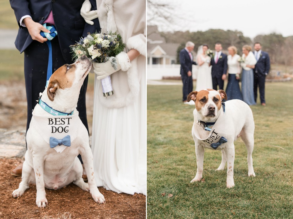 Best dog Cape Cod Wedding