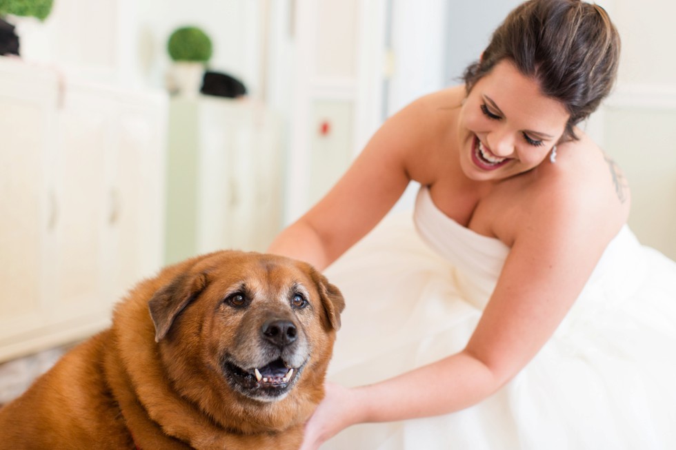 Celebrations at the Bay wedding with dogs