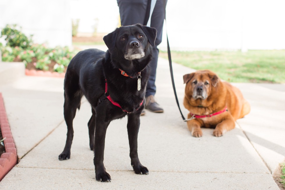 Celebrations at the Bay wedding with dogs