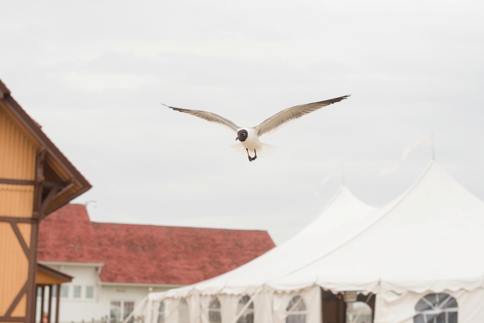 seagull in Rehoboth wedding