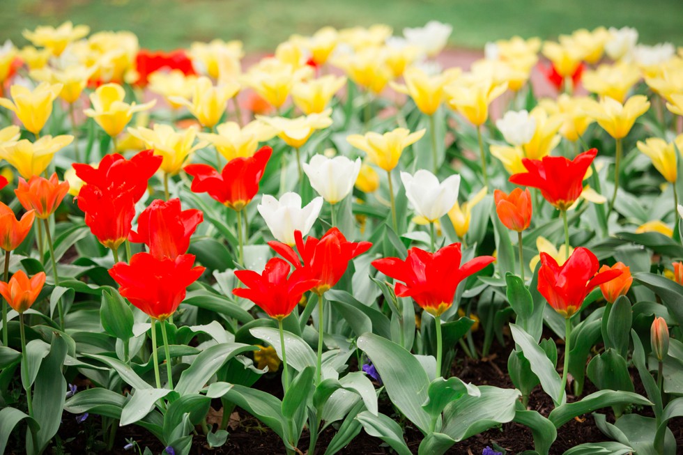 spring tulips Annapolis wedding