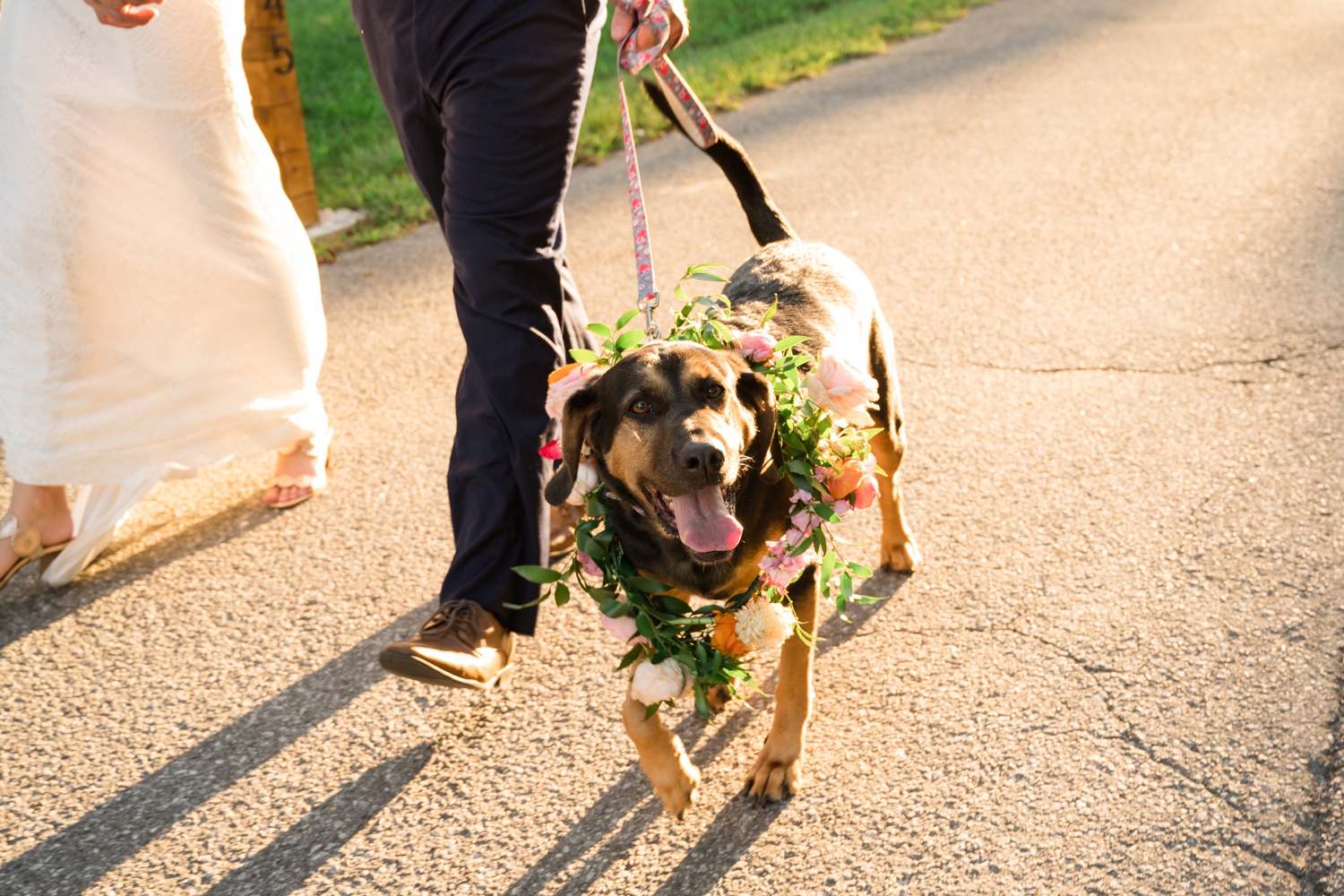 Couple's Neighborhood Micro wedding pup