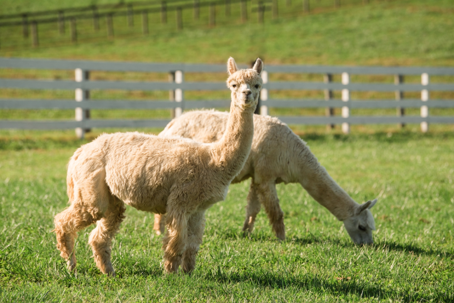 Tusculum Farm llamas alpaca Nickelodeon