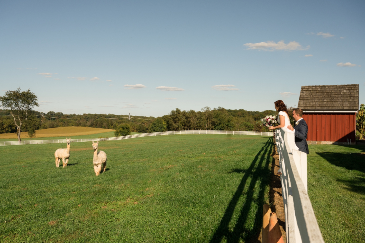 Tusculum Farm micro wedding llama alpaca photos