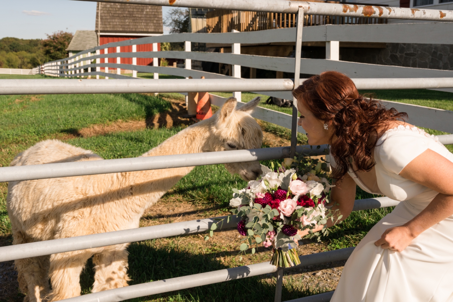 Tusculum Farm micro wedding llama alpaca photos