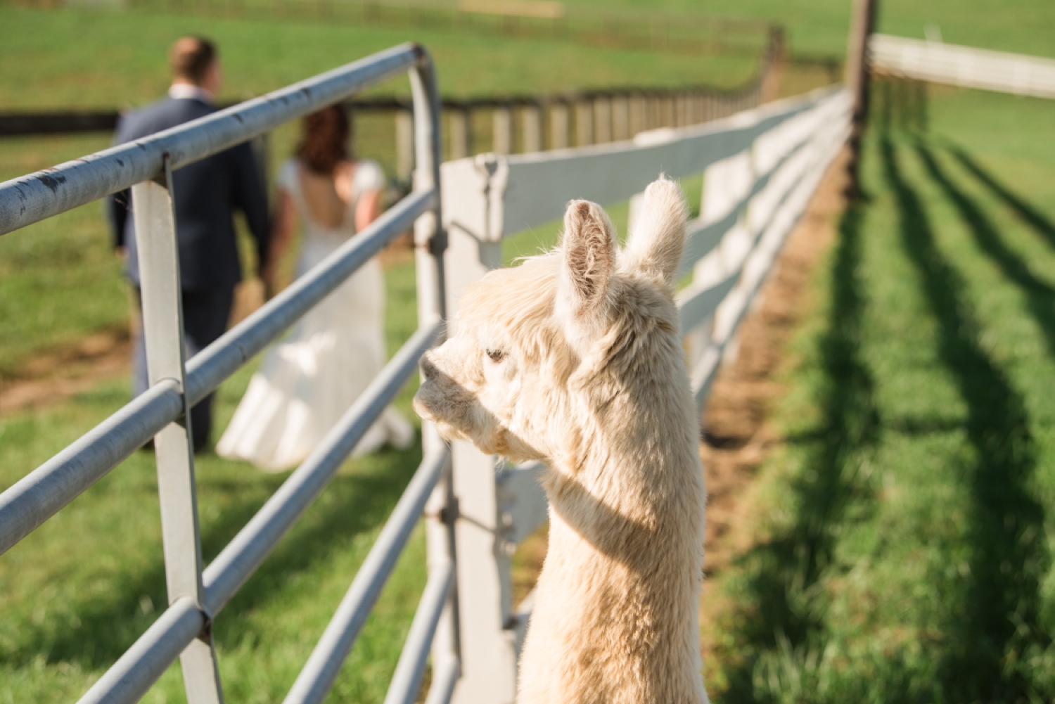 Tusculum Farm micro wedding llama alpaca photos