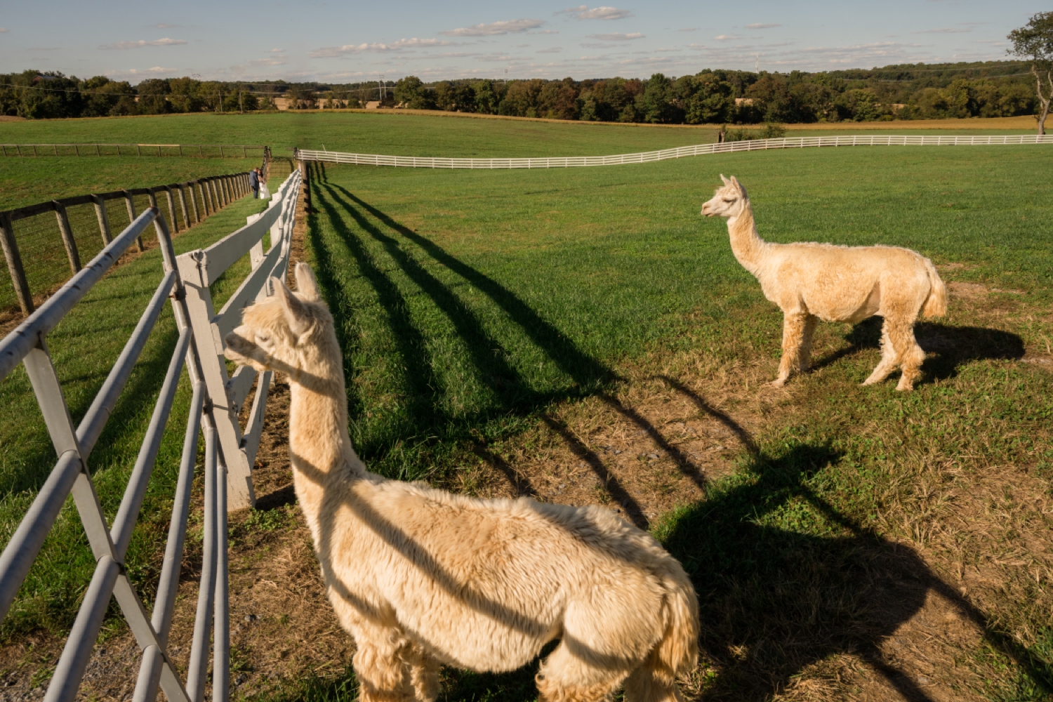 Tusculum Farm micro wedding llama alpaca photos