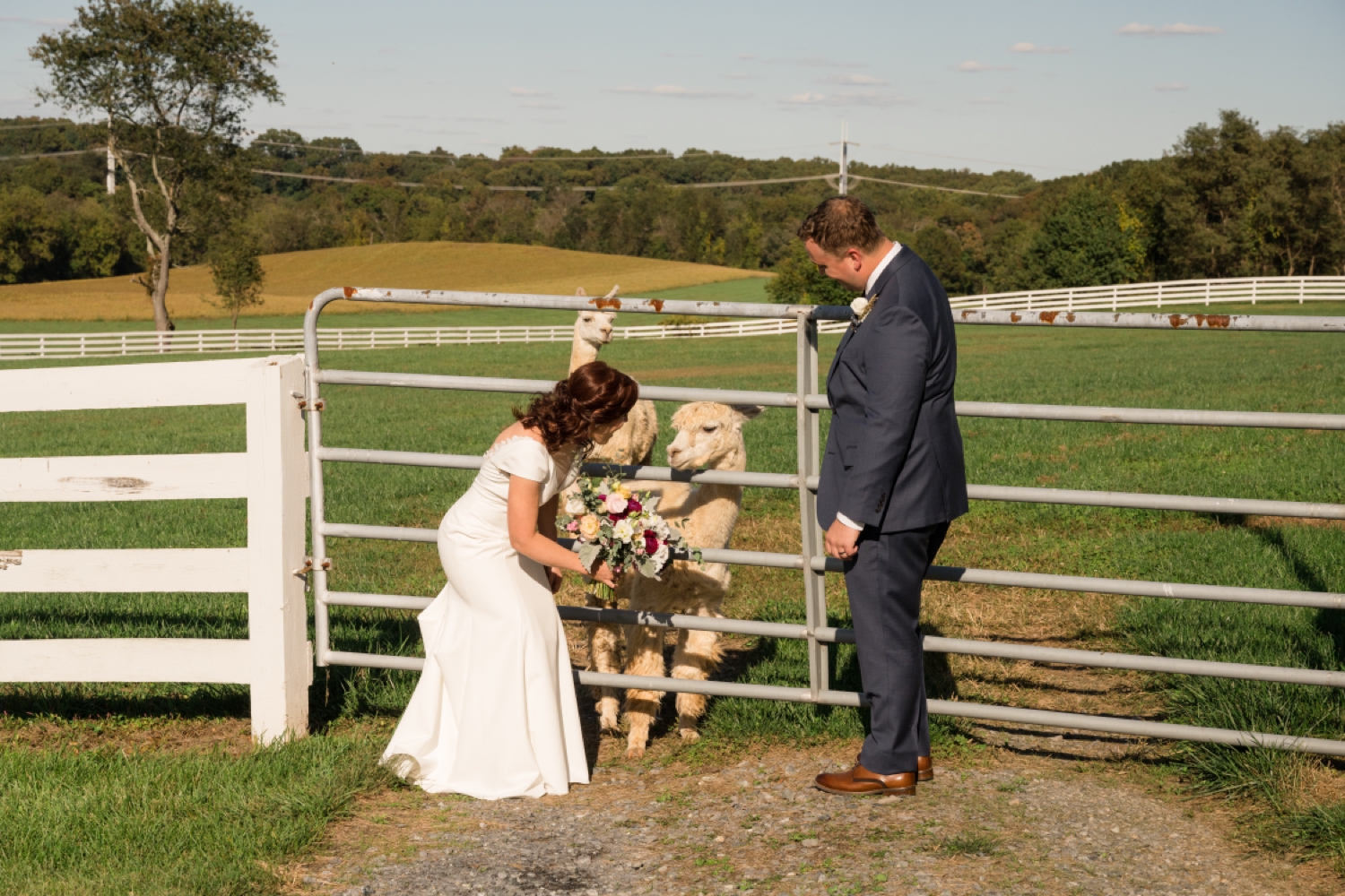 Tusculum Farm micro wedding llama alpaca photos