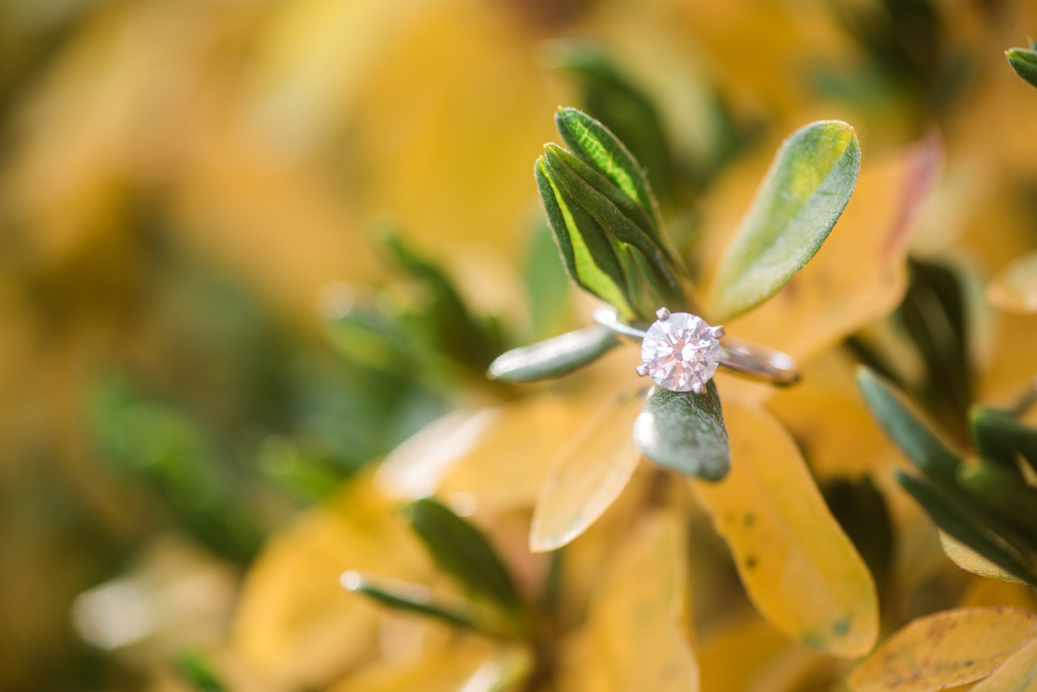 Winter holiday Annapolis Engagement solitaire ring photos