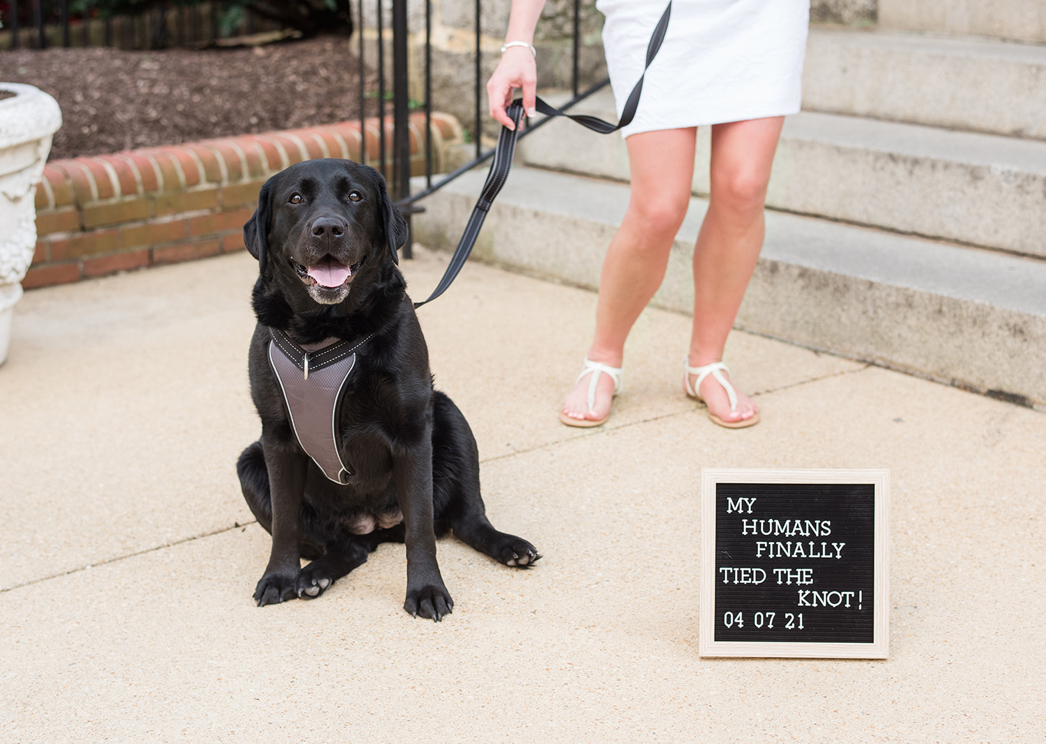 dog standing next to a sign that reads "my humans finally tied the knot"