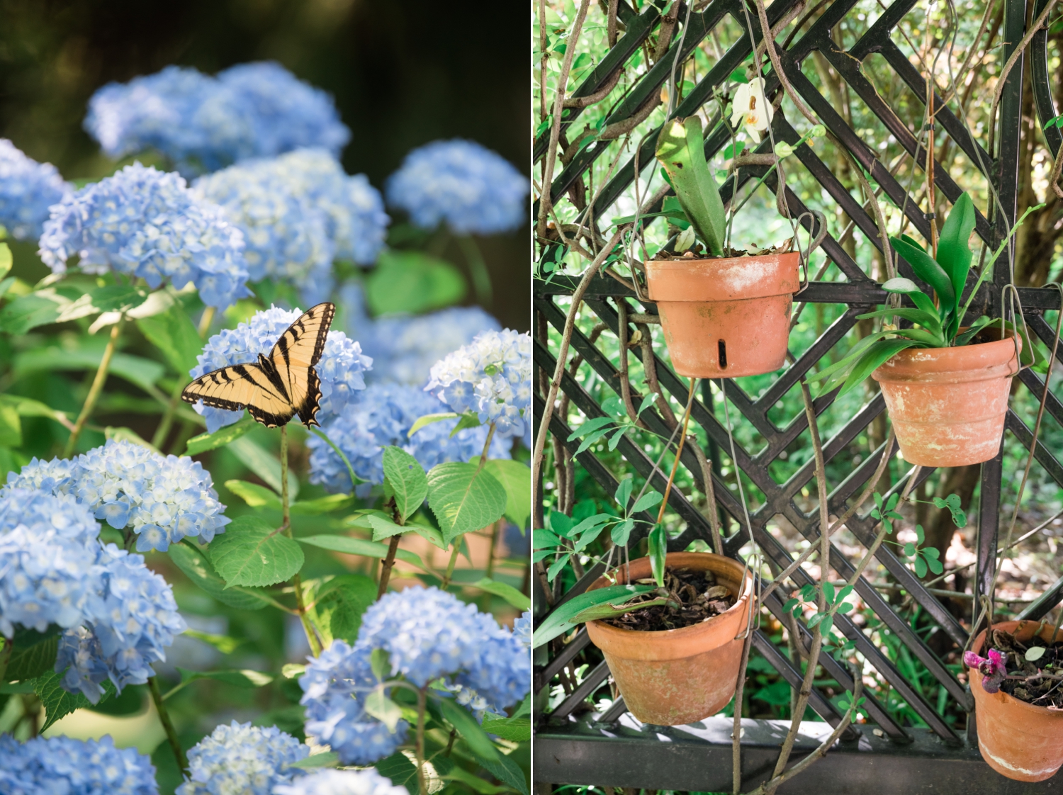 left image: a yellow monarch butterfly sits on a blue hydrangea. right side image: potted plants