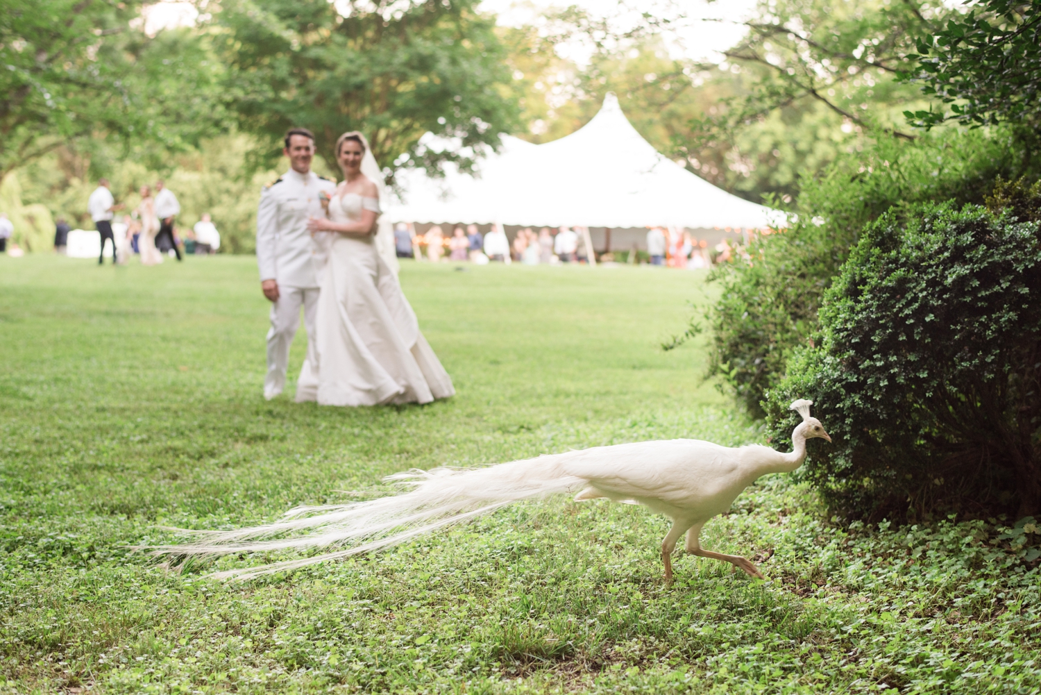 Bride and groom stand together and pose with a white peacock in the foreground