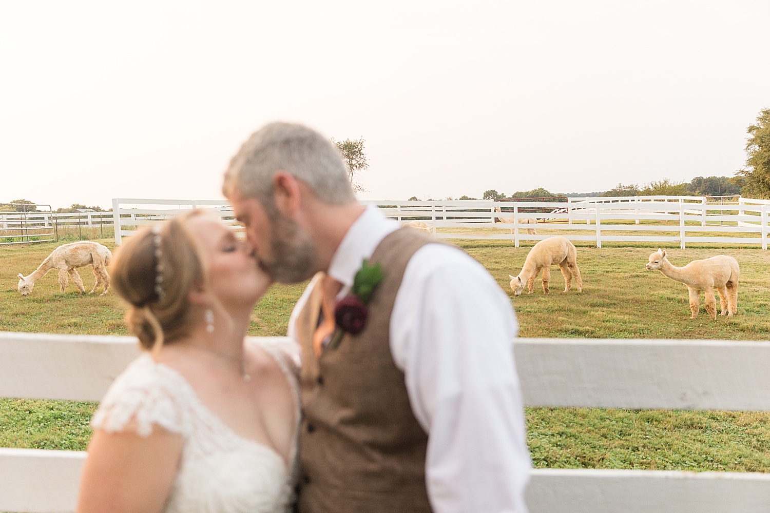 bride and groom couple portrait kissing in front of llamas