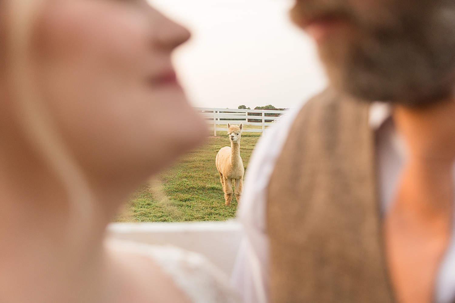 bride and groom couple portrait in front of llamas