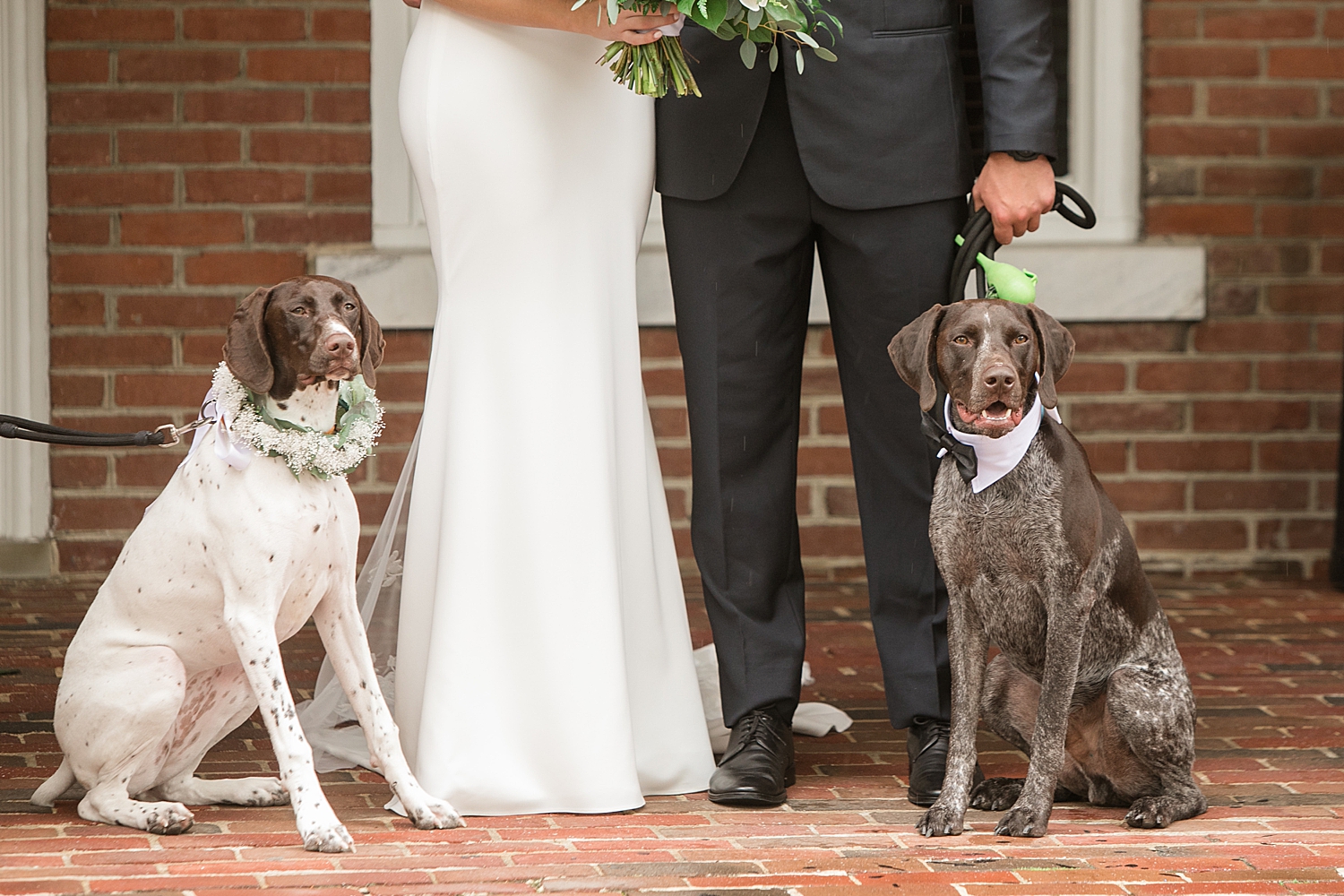 bride and groom holding two pups, Colt and Penny