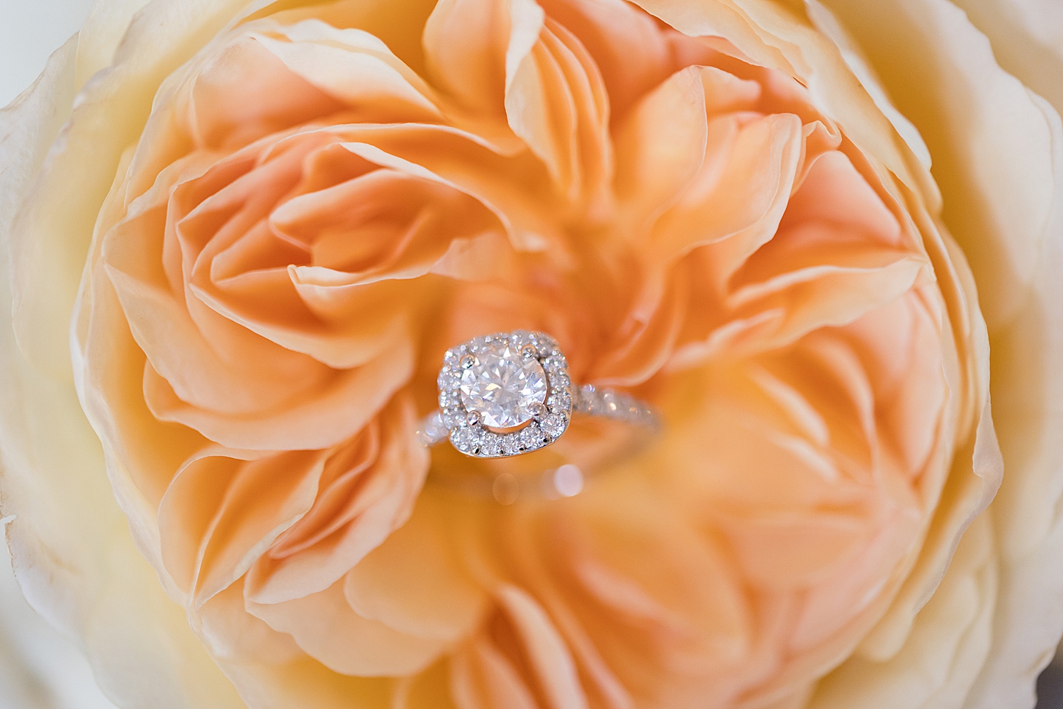 engagement ring in peach flower