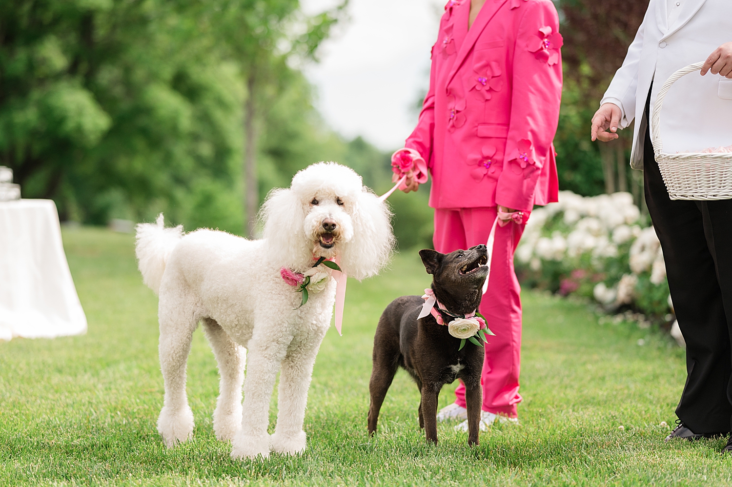 bride and groom's dogs prepare for ceremony