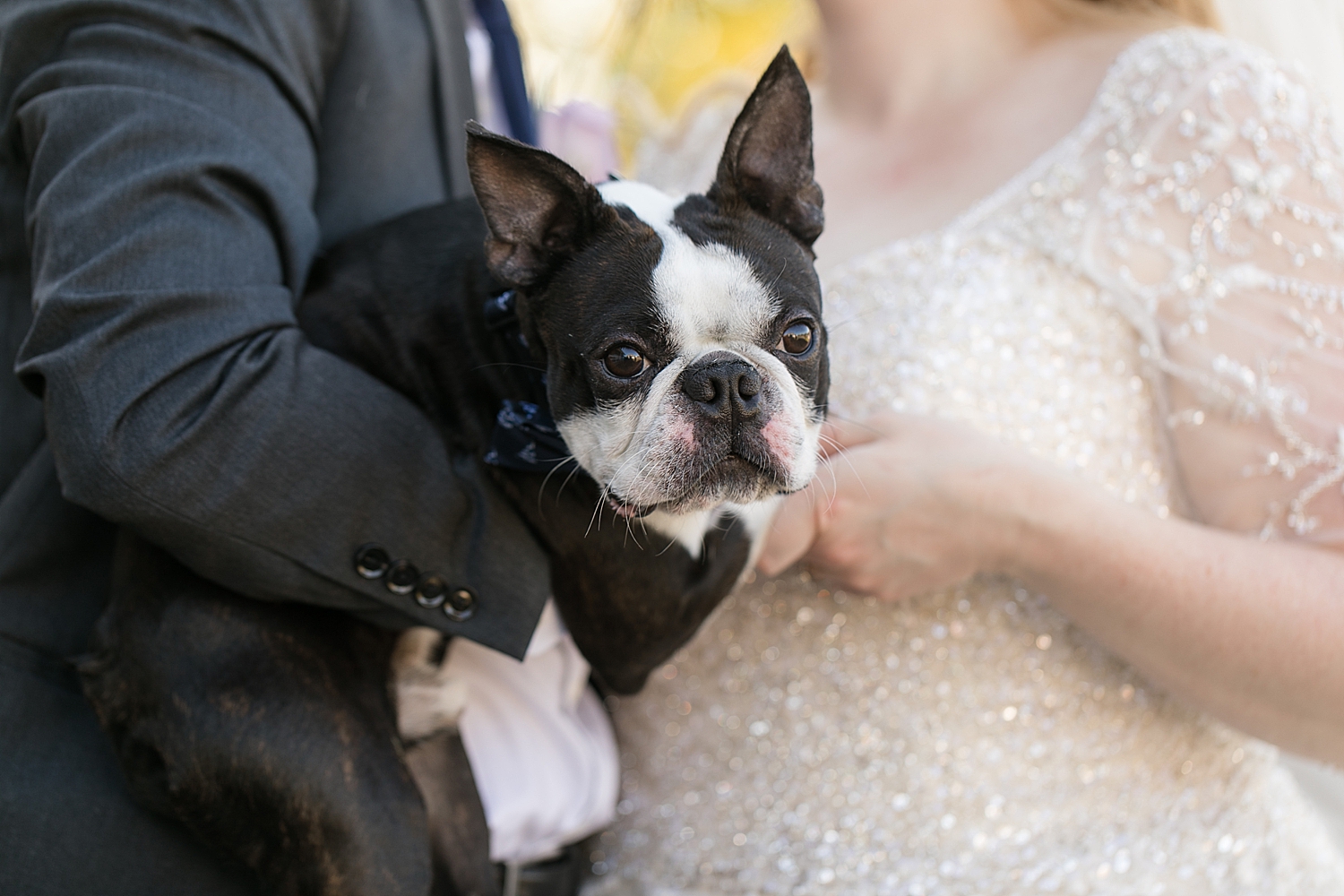 bride and groom with pup